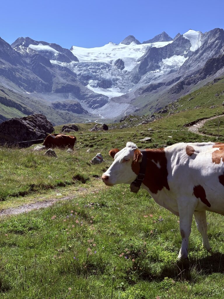 Cow with glacier on the background