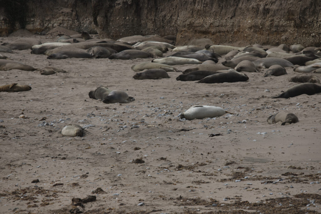 Elephant seals sleeping