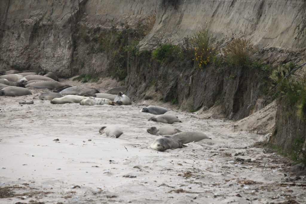 Elephant seals sleeping