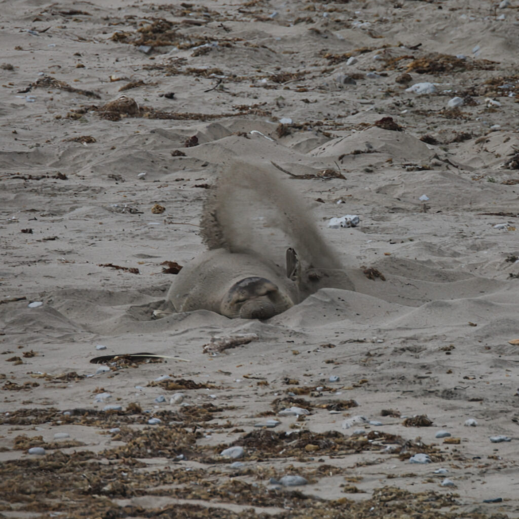 Elephant seal throuwing sand on itself