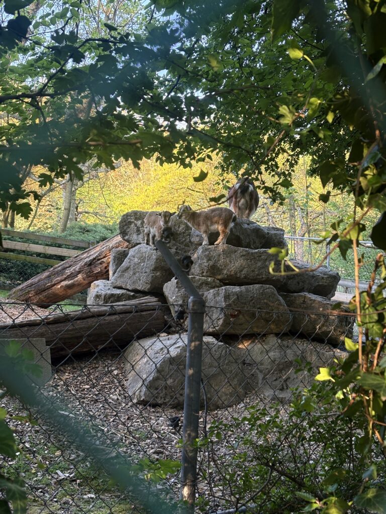 Animal's park