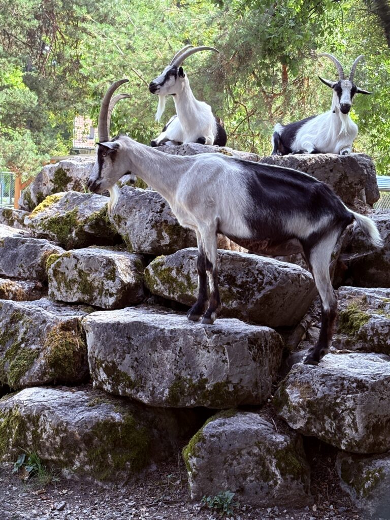 Goats