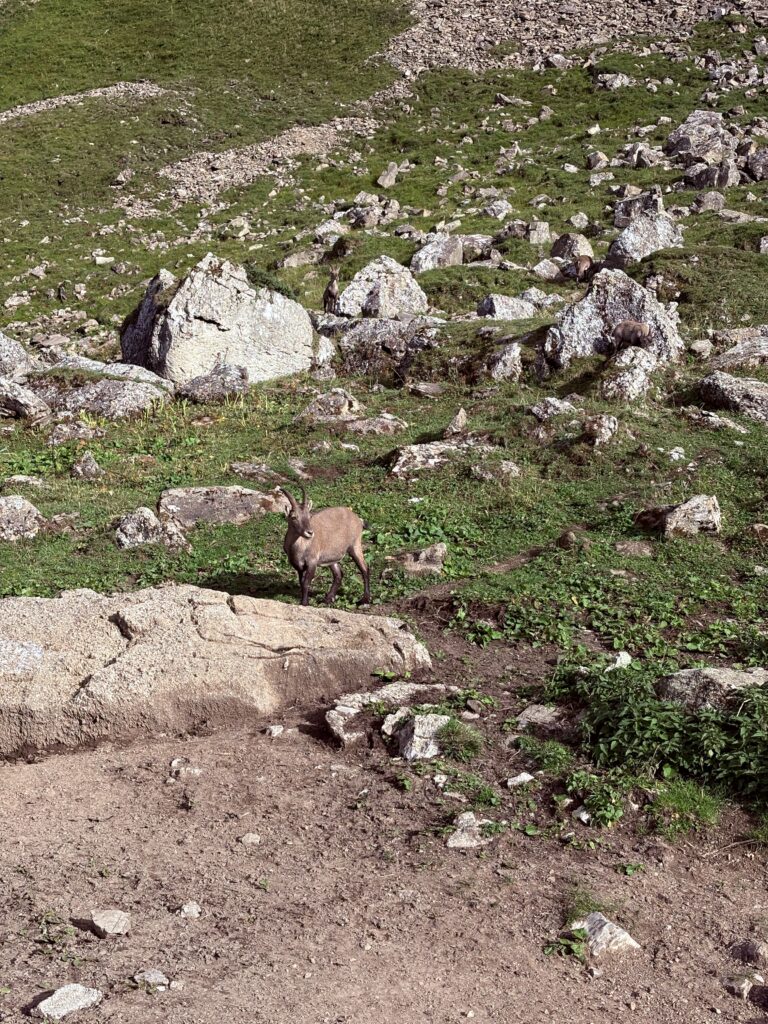 Ibex chilling