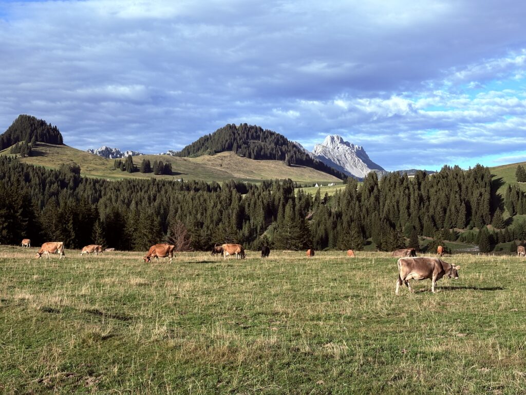 Cows in front of the landscape