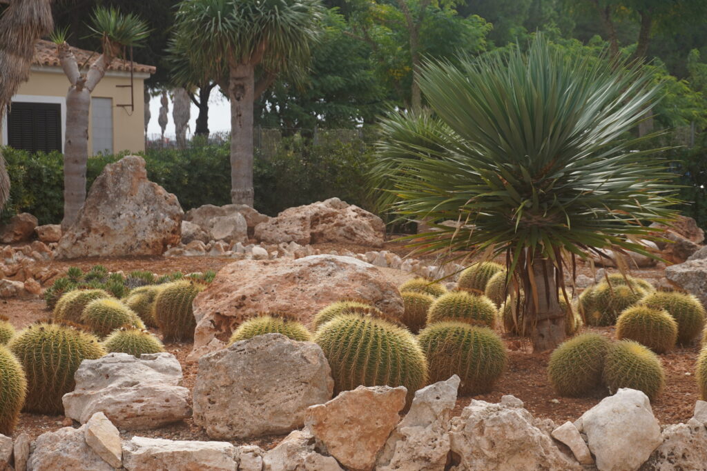 Botanicactus