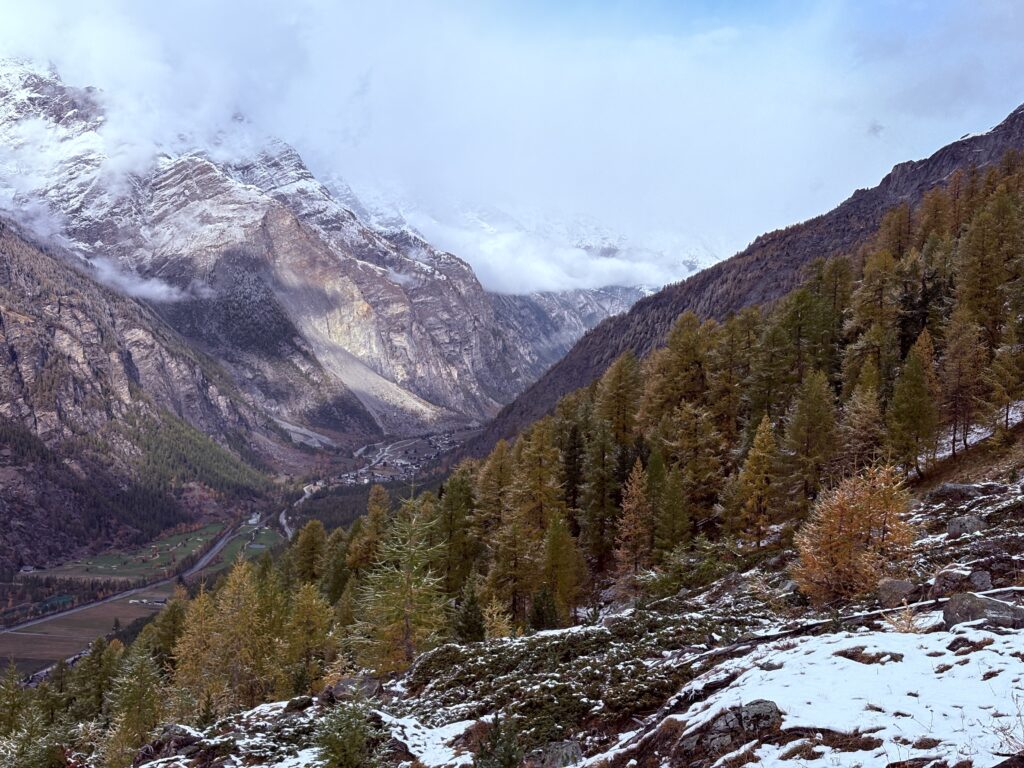 Golden Larches